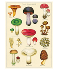 Cavallini Vintage Style Mushrooms Poster Fungi Champignons Chart