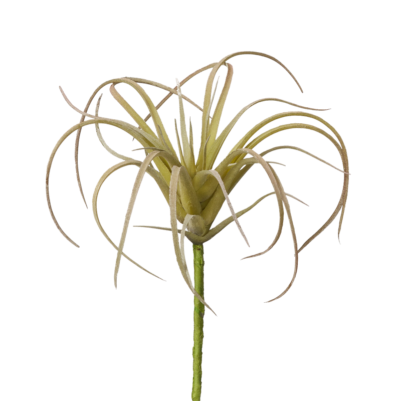 Green Airplant 3"