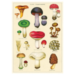 Cavallini Mushroom Poster
