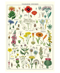 Cottagecore Wildflower Specimens Vintage Textbook Illustration Colorful Budget Wall Decor