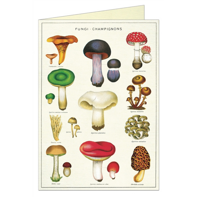 Cavallini "Mushrooms" Greeting Card