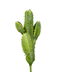 Cactus Pick 7" Decor Title: Default Title