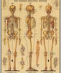 Cavallini Skeletal System Puzzle Vintage Inspired Jigsaw Completed