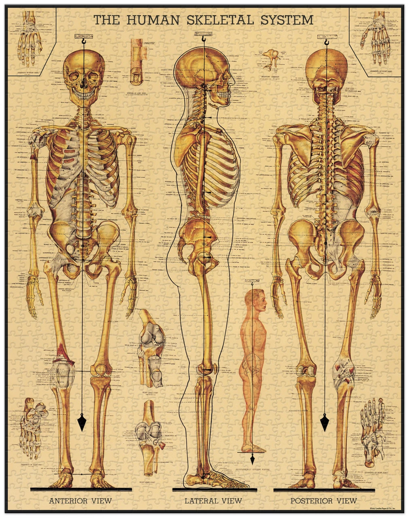 Cavallini Skeletal System Puzzle Vintage Inspired Jigsaw Completed